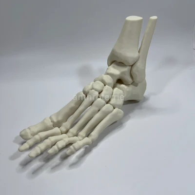 Mô Hình Giải Phẫu Xương Bàn Chân Trái
