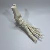 Mô Hình Giải Phẫu Xương Bàn Chân Trái - Thumbnail 6