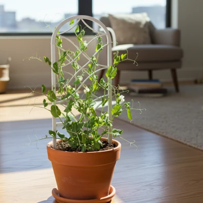 Giàn Leo Trong Nhà Thanh Lịch Cho Cây Leo - Đậu Hà Lan, Đậu Que & Dây Leo