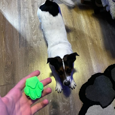 Cần Tập Luyện Cho Chó