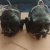 Đầu Khô (Shrunken Heads) Cho Thầy Pháp - Thumbnail 2