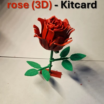 Hoa Hồng Kitcard