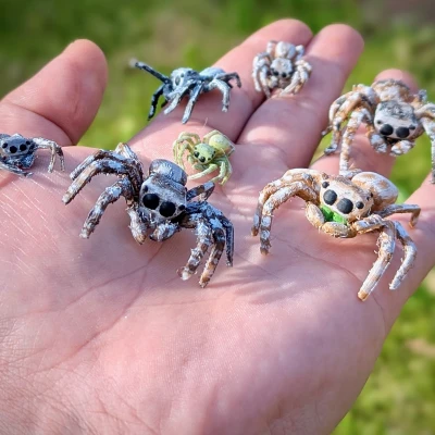 Nhện Nhảy - Dễ In