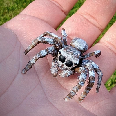 Nhện Nhảy - Dễ In