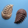 Trilobite Khớp Nối - Thumbnail 1
