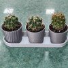 Bộ 3 Chậu Mini Hình Xương Rồng Có Khay - Thumbnail 1