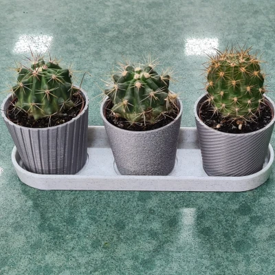 Bộ 3 Chậu Mini Hình Xương Rồng Có Khay