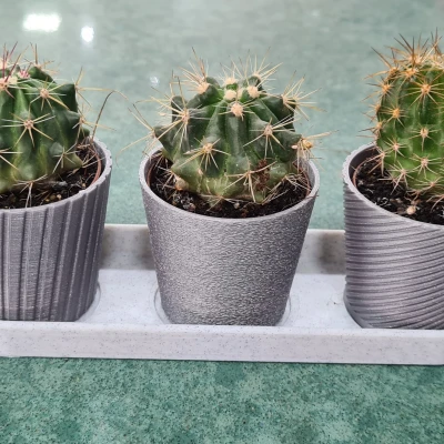 Bộ 3 Chậu Mini Hình Xương Rồng Có Khay