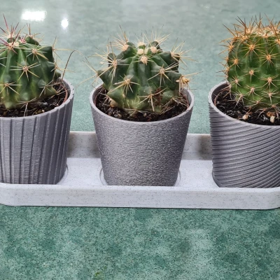 Bộ 3 Chậu Mini Hình Xương Rồng Có Khay