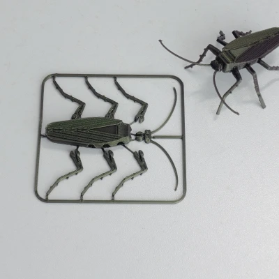 Gián Có Khớp Nối