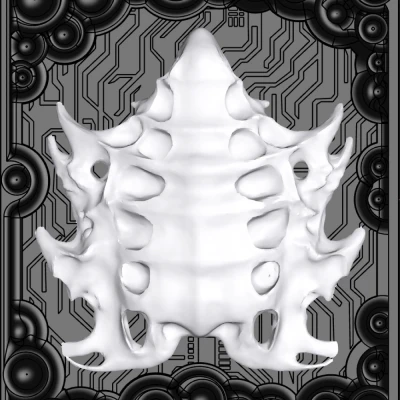 Kura Curiosa — Mẫu vật 020