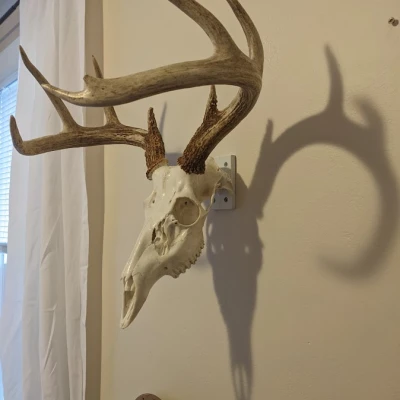 Giá Treo Đầu Lâu Nai