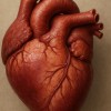 Mô hình trái tim người chính xác về mặt giải phẫu - Thumbnail 1