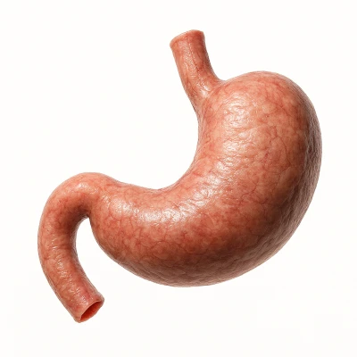 Mô Hình Dạ Dày Người Chính Xác Giải Phẫu