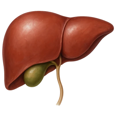 Mô hình gan người giải phẫu chính xác