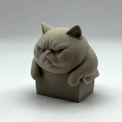 Mèo Ú Trong Hộp Chật Chội