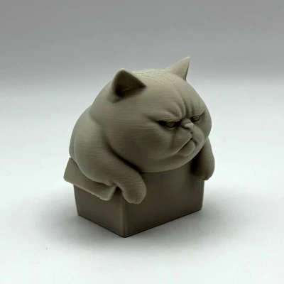 Mèo Ú Trong Hộp Chật Chội