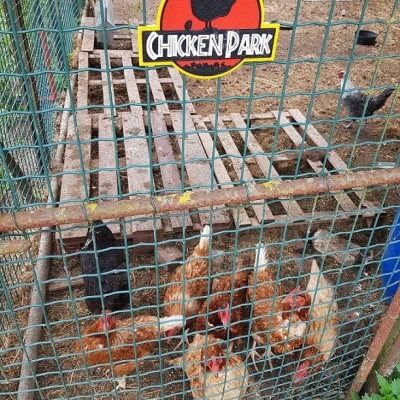 Biển Công Viên Gà - Tách Màu In