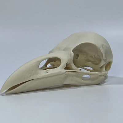 Hộp Sọ Quạ - Bản Remix Từ Quét MicroCT