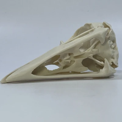 Hộp Sọ Quạ - Bản Remix Từ Quét MicroCT