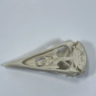 Hộp Sọ Quạ - Bản Remix Từ Quét MicroCT