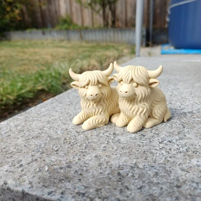 Cặp Đôi Bò Cao Nguyên - Lông Xù Gấp Đôi