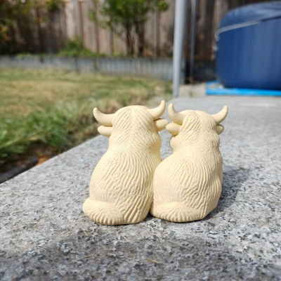 Cặp Đôi Bò Cao Nguyên - Lông Xù Gấp Đôi