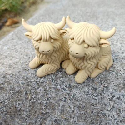 Cặp Đôi Bò Cao Nguyên - Lông Xù Gấp Đôi