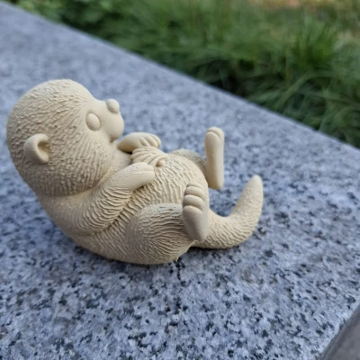 Rái Cá Biển Ôm Vỏ Sò