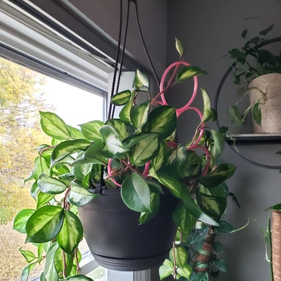 Chậu Hoa Tròn Xếp Chồng