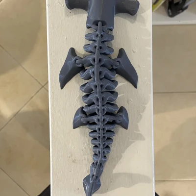 Xương Cá Mập Đầu Búa