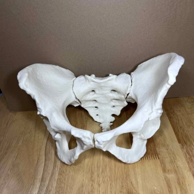 Xương Chậu Nữ Visible Human Kích Thước Thật