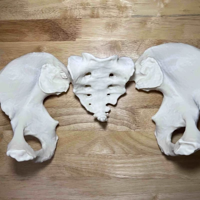 Xương Chậu Nữ Visible Human Kích Thước Thật