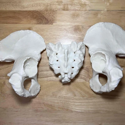 Xương Chậu Nữ Visible Human Kích Thước Thật