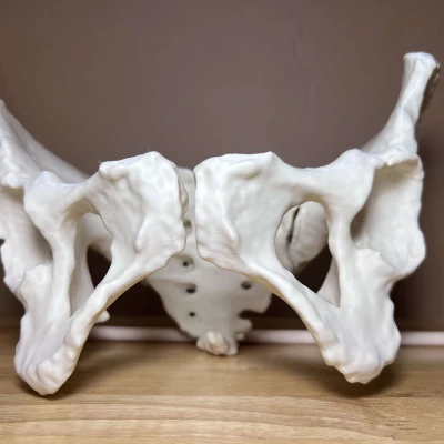 Xương Chậu Nữ Visible Human Kích Thước Thật