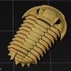 Trilobite Flexiphacops rana - Mô Hình 3D In 3D Linh Hoạt - Thumbnail 3
