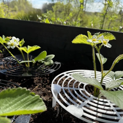 Giá đỡ Dâu Tây