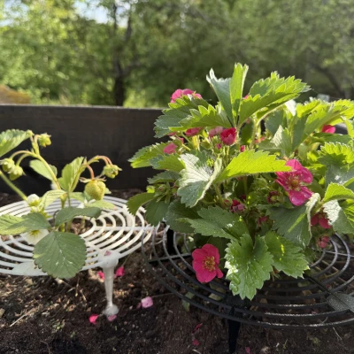 Giá đỡ Dâu Tây