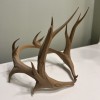Gạc Hươu Minos (Phiên bản Vương Miện) - Thumbnail 1