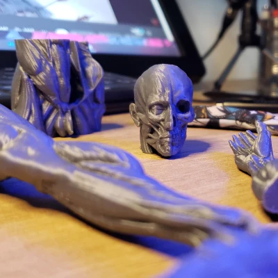 Ecorche - Giải Phẫu Cơ Thể Người