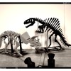 [3Dino Puzzle] Spinosaurus Phong Cách Cổ Điển - Thumbnail 7
