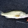 Mồi Câu Crankbait In 3D - Thumbnail 4