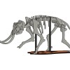 [Fantasy & Primal] Bộ xương Khủng long Ma mút - Thumbnail 3
