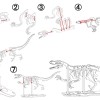 [3Dino Puzzle] Khủng Long Bạo Chúa Velociraptor - Thumbnail 2