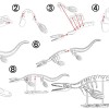 [3Dino Puzzle] Tylosaurus Phong Cách Cổ Điển - Thumbnail 2