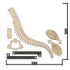 [3Dino Puzzle] Tylosaurus Phong Cách Cổ Điển - Thumbnail 5