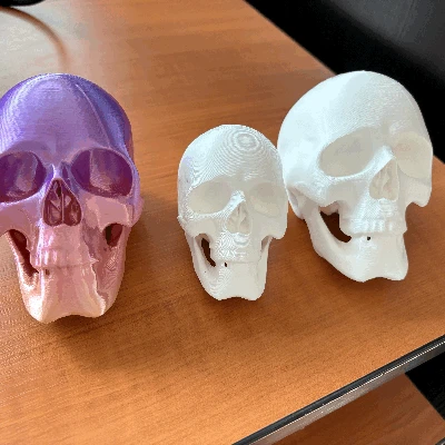 Mô Hình Đầu Lâu