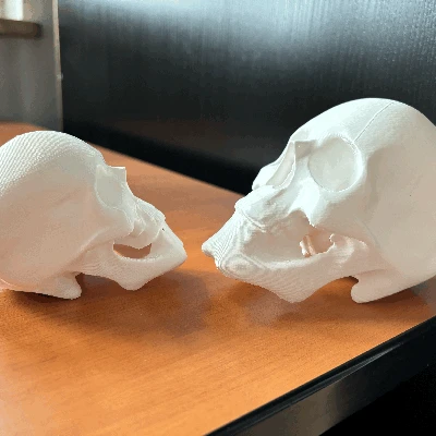 Mô Hình Đầu Lâu