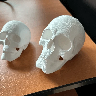 Mô Hình Đầu Lâu