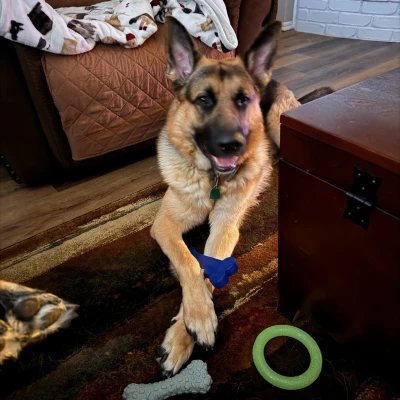 Mô hình Xương Chó Nhai TPU